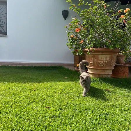 Peditoltu فيلة *