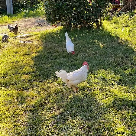 Peditoltu أولبيا