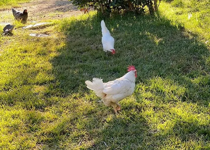 Peditoltu Όλμπια